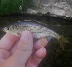 Image result for Mylopharodon conocephalus