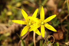 Attēlu rezultāti vaicājumam “Gagea lutea bud”