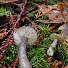 Attēlu rezultāti vaicājumam “Russulales”