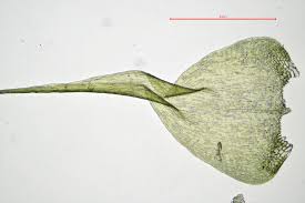 Attēlu rezultāti vaicājumam “Campylium stellatum sporophyte”