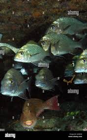 Image result for Sparisoma axillare