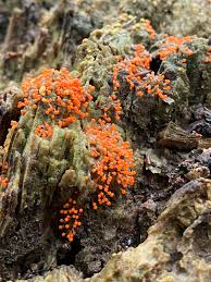 Attēlu rezultāti vaicājumam “Arcyria, Heterotrichia sp.”