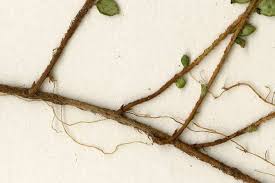 Attēlu rezultāti vaicājumam “Claustria didermoides stalked”