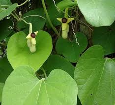 Attēlu rezultāti vaicājumam “Aristolochia durior leaf”