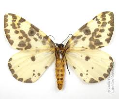 Attēlu rezultāti vaicājumam “Abraxas grossulariata pupa”