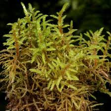 Attēlu rezultāti vaicājumam “Hylocomiastrum umbratum”