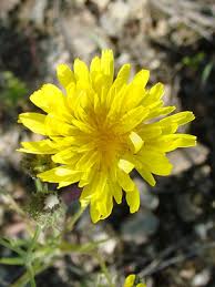 Attēlu rezultāti vaicājumam “Crepis tectorum flower”