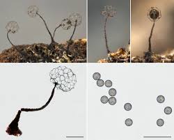 Attēlu rezultāti vaicājumam “Clastoderma debaryanum spores”