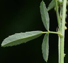 Attēlu rezultāti vaicājumam “Melilotus officinalis leaf”