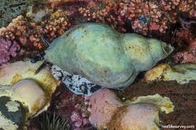 Image result for Buccinum undatum