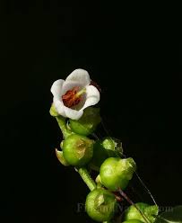 Attēlu rezultāti vaicājumam “Vaccinium vitis-idaea bud”