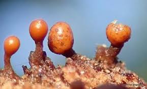 Attēlu rezultāti vaicājumam “Trichia ambigua macro”