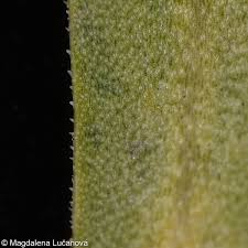 Attēlu rezultāti vaicājumam “Lepidium densiflorum bud”