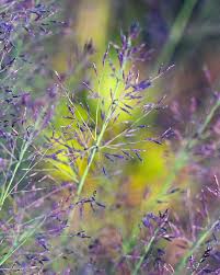 Attēlu rezultāti vaicājumam “Molinia caerulea flower”