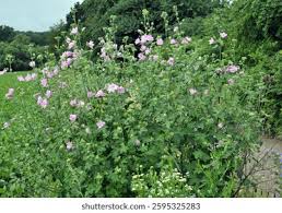 Image result for Lavatera thuringiaca