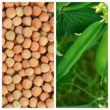 Attēlu rezultāti vaicājumam “Pisum sativum fruit”