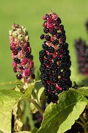 Attēlu rezultāti vaicājumam “Phytolacca acinosa fruit”