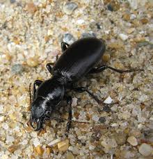 Attēlu rezultāti vaicājumam “Broscus cephalotes”