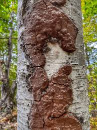 Attēlu rezultāti vaicājumam “Phellinus ferruginosus”