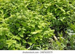 Attēlu rezultāti vaicājumam “Reynoutria sachalinensis”