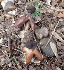 Attēlu rezultāti vaicājumam “Geastrum”