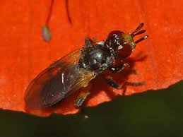 Attēlu rezultāti vaicājumam “Conopidae”