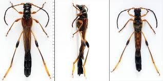 Attēlu rezultāti vaicājumam “Necydalis major”