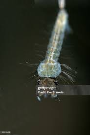 Attēlu rezultāti vaicājumam “Culex pipiens larva”