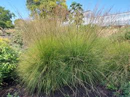 Attēlu rezultāti vaicājumam “Molinia caerulea fruit”