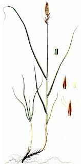 Attēlu rezultāti vaicājumam “Carex disticha”