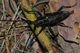 Attēlu rezultāti vaicājumam “Monochamus galloprovincialis”