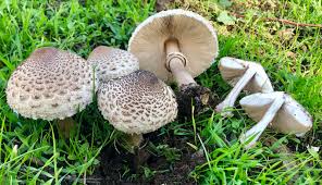 Attēlu rezultāti vaicājumam “Fuligo laevis”