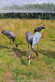 Attēlu rezultāti vaicājumam “Grus grus adult”