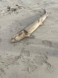 Image result for Furgaleus macki