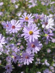 Image result for Aster lanceolatus