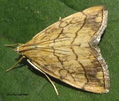 Attēlu rezultāti vaicājumam “Evergestis pallidata”