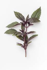 Image result for Basilikum