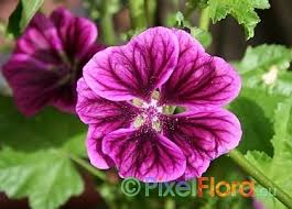 Image result for Malva sylvestris var. mauritiana