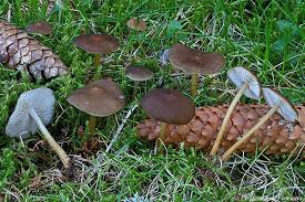 Attēlu rezultāti vaicājumam “Strobilurus esculentus”