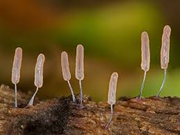 Attēlu rezultāti vaicājumam “Stemonitopsis typhina”