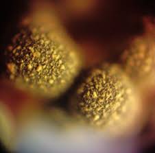 Attēlu rezultāti vaicājumam “Licea pusilla spores”