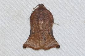 Attēlu rezultāti vaicājumam “Tortricidae”