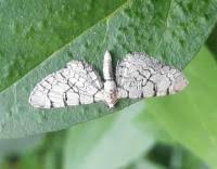 Attēlu rezultāti vaicājumam “Eupithecia venosata”