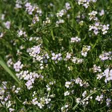 Attēlu rezultāti vaicājumam “Cakile maritima subsp. baltica”