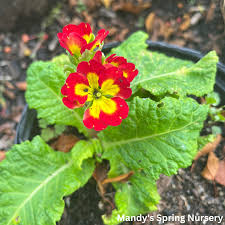 Attēlu rezultāti vaicājumam “Primula”