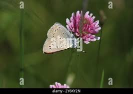 Attēlu rezultāti vaicājumam “Lycaena hippothoe female”