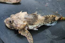 Image result for Myoxocephalus scorpioides