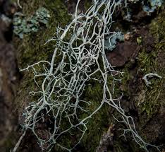 Attēlu rezultāti vaicājumam “Evernia divaricata”