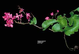 Attēlu rezultāti vaicājumam “Polygonaceae”