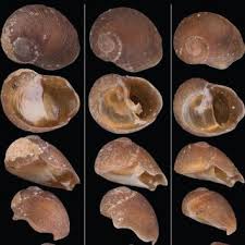 Attēlu rezultāti vaicājumam “Ena montana”